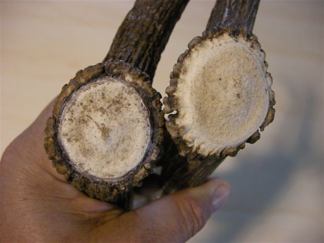 palchi raccolti